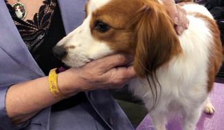 Primadonna, a grand champion Nederlandse kooikerhondje, sticks close to handler Deborah Bean at the Westminster Kennel Club dog show on Tuesday, Feb. 12, 2019, in New York. The Nederlandse kooikerhondje are one of two new breeds at Westminster this year, and also perhaps the most shy. Unlike the gregarious labs or curious terriers, the Nederlandse kooikerhondjes almost all stayed hidden away in their crates until it was their turn in the ring. (AP Photo/Jake Seiner)