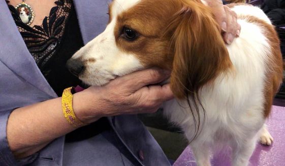 Primadonna, a grand champion Nederlandse kooikerhondje, sticks close to handler Deborah Bean at the Westminster Kennel Club dog show on Tuesday, Feb. 12, 2019, in New York. The Nederlandse kooikerhondje are one of two new breeds at Westminster this year, and also perhaps the most shy. Unlike the gregarious labs or curious terriers, the Nederlandse kooikerhondjes almost all stayed hidden away in their crates until it was their turn in the ring. (AP Photo/Jake Seiner)