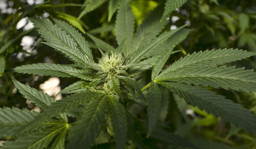 This Sept. 11, 2018, file photo shows a marijuana plant at SLOgrown Genetics in the coastal mountain range of San Luis Obispo, Calif. (AP Photo/Richard Vogel, File)