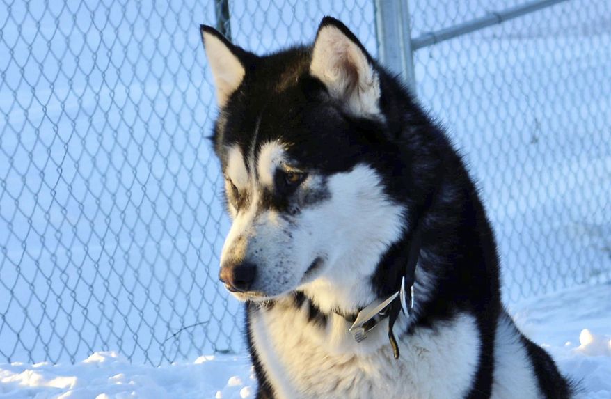 This undated photo provided by Randal Thom, shows his dog named Donald Trump in Jackson County, Minn. The Jackson County Sheriff's Office says the dog named Donald Trump wasn't shot and killed over a political rivalry, despite false claims circulating on social media that have spurred "violent threats" against some county residents. (Randal Thom via AP)