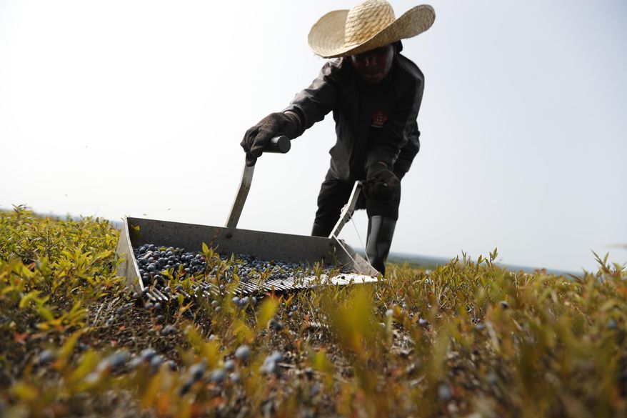 FILE- In this Aug. 24, 2018, file photo, a worker rakes wild blueberries at a farm in Union, Maine. On Thursday, Feb. 14, 2019, the Labor Department reports on U.S. producer price inflation in January. (AP Photo/Robert F. Bukaty, File)