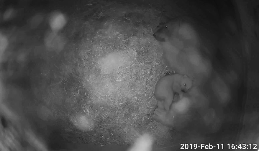 This Feb. 11, 2019 photo provided by Toledo Zoo shows a new polar cub at the Toledo Zoo in Toledo, Ohio. Keepers at the zoo haven’t been able to get close enough during the last two months to determine whether the cub is a he or a she. The zoo says that its keepers have been monitoring the mother and cub through cameras in the denning area since the birth on Dec. 9, 2018. (Corey Wyckoff/Toledo Zoo via AP)