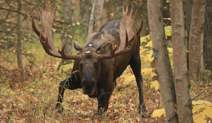 FILE - In this Oct. 2, 2018, file photo, a mature bull moose begins to stand up in forest at Kincaid Park in Anchorage, Alaska. Wildlife officials are pointing to an increase of moose sightings in northeastern Nevada as they ask state lawmakers to make it a felony to kill the big animal without a hunting tag. The Reno Gazette Journal reports the Nevada Department of Wildlife asked the Legislature early Feb. 2019 to add moose to a list of game animals including bighorn sheep, mountain goat, elk, deer, pronghorn, mountain lions and bears. (AP Photo/Dan Joling, File)