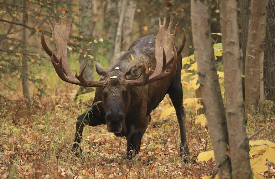 FILE - In this Oct. 2, 2018, file photo, a mature bull moose begins to stand up in forest at Kincaid Park in Anchorage, Alaska. Wildlife officials are pointing to an increase of moose sightings in northeastern Nevada as they ask state lawmakers to make it a felony to kill the big animal without a hunting tag. The Reno Gazette Journal reports the Nevada Department of Wildlife asked the Legislature early Feb. 2019 to add moose to a list of game animals including bighorn sheep, mountain goat, elk, deer, pronghorn, mountain lions and bears. (AP Photo/Dan Joling, File)