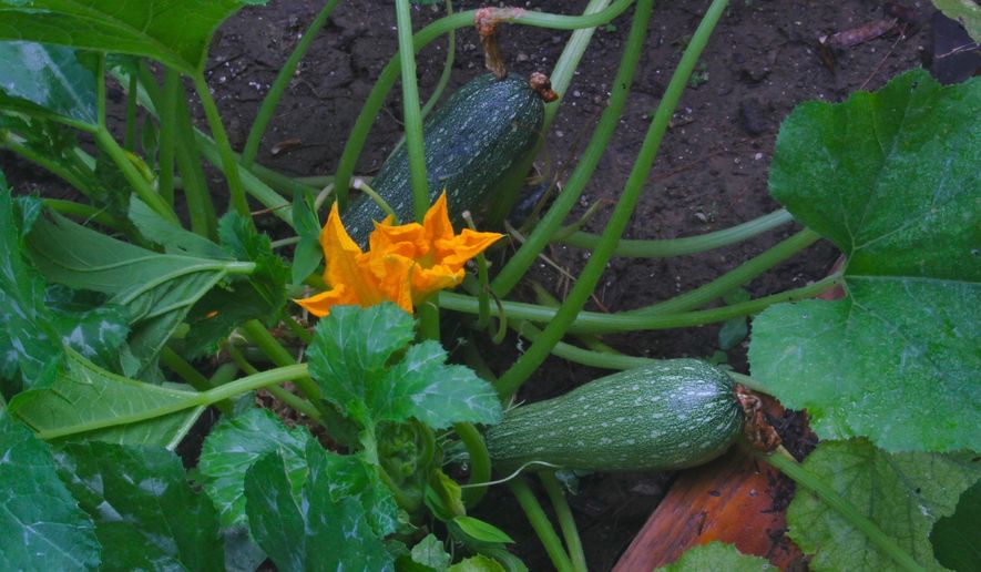 This July 22, 2011 photo of a zucchini plant, shown in a raised bed garden near New Market, Va., is a favorite of squash bees that forage in its flowers, fertilizing them in the process. Some bee species are generalists while others specialize in the types of blossoms they seek. (Dean Fosdick via AP)