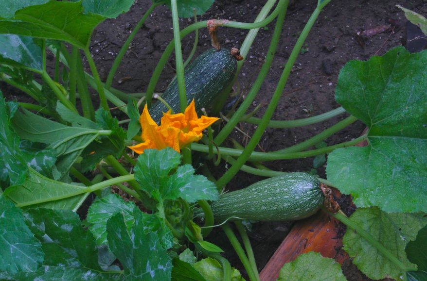 This July 22, 2011 photo of a zucchini plant, shown in a raised bed garden near New Market, Va., is a favorite of squash bees that forage in its flowers, fertilizing them in the process. Some bee species are generalists while others specialize in the types of blossoms they seek. (Dean Fosdick via AP)