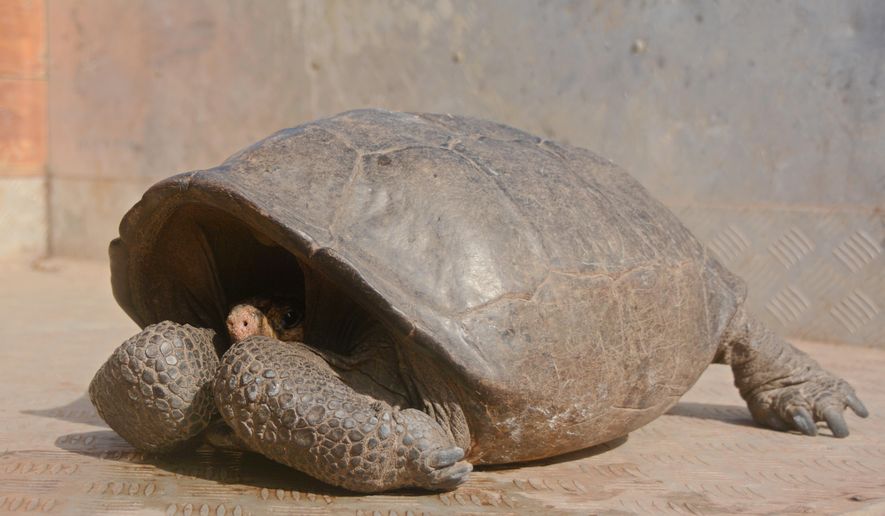 This photo released by the Galapagos National Park, a Chelonoidis phantasticus tortoise rests at Galapagos National Park in Santa Cruz Island, Galapagos Islands, Ecuador, Wednesday, Feb. 20, 2019. Park rangers and the Galapagos Conservancy found the tortoise, a species that was thought to have become extinct one hundred years ago. (Galapagos National Park via AP)