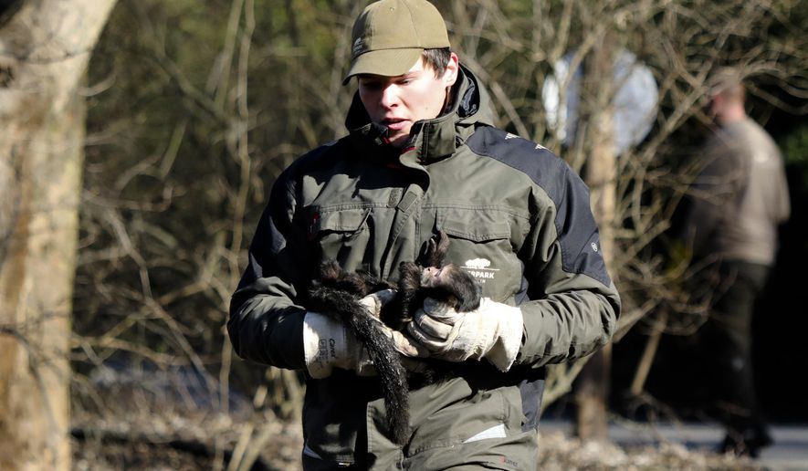 In this Saturday, Feb. 23, 2019 photo provide by the Tierpark Berlin, pet keeper Fabian Behnke carries capuchin monkey Philippa back to the enclosure after the monkey was escaped in the Zoo on Feb. 14, 2019. (Tierpark Berlin via AP)