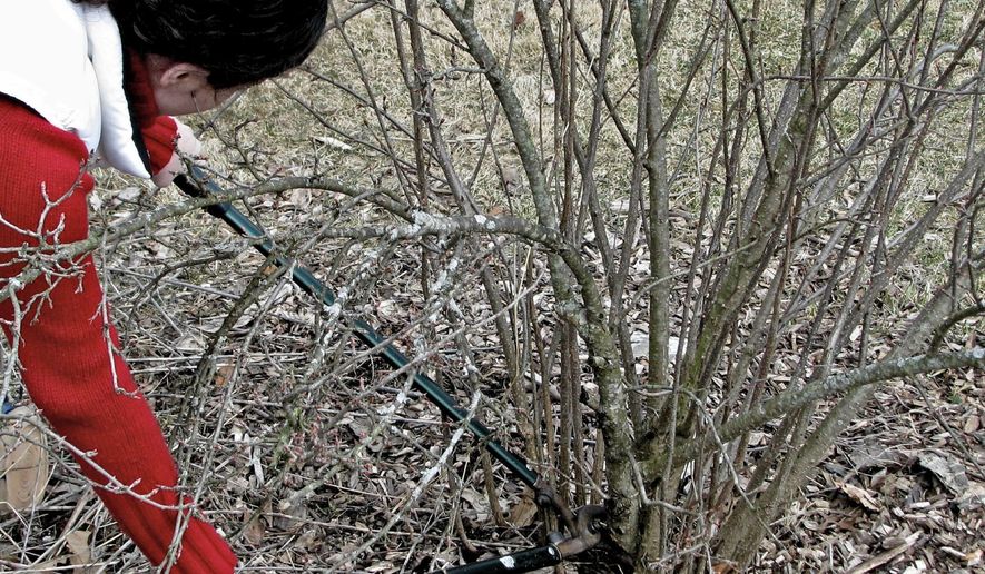 This undated photo shows a shrub being pruned in New Paltz, N.Y. Maintain a natural, graceful form to a flowering shrub with renewal pruning, starting with lopping back some of the oldest stems to ground level. (Lee Reich via AP)