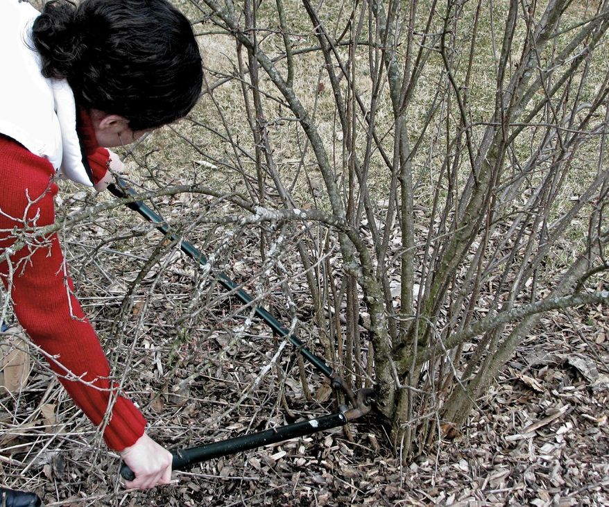 This undated photo shows a shrub being pruned in New Paltz, N.Y. Maintain a natural, graceful form to a flowering shrub with renewal pruning, starting with lopping back some of the oldest stems to ground level. (Lee Reich via AP)