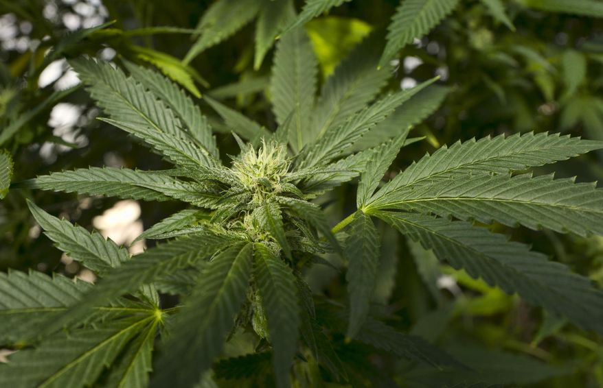 This Sept. 11, 2018, file photo, shows a marijuana plant at in the coastal mountain range of San Luis Obispo, Calif. New Hampshire's lawmakers have passed a bill to legalize recreational marijuana, though support has dropped since an earlier preliminary vote. (AP Photo/Richard Vogel, File) **FILE**