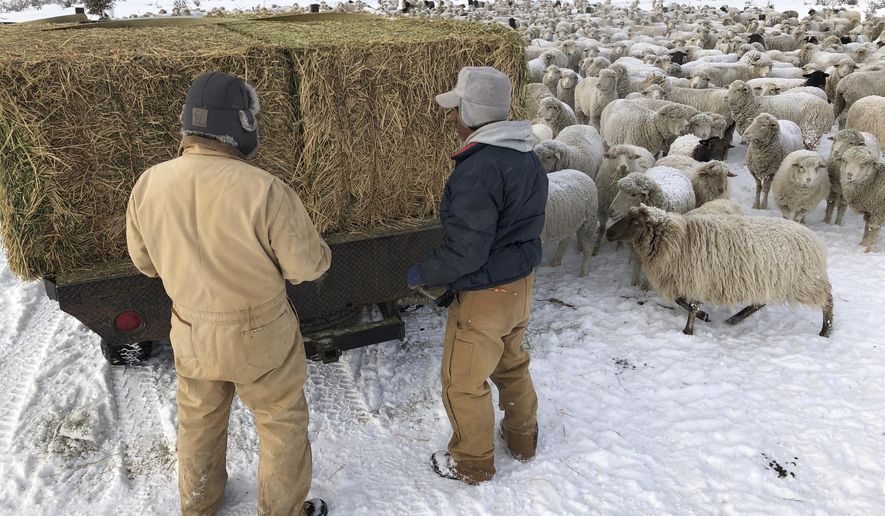 In this Wednesday, Feb. 20, 2019 photo sheep rancher Antonio Manzanares, left, and shepherd Javier Zamoron prepare to feed to a flock of hundreds of sheep on a ranch outside Tierra Amarilla, N.M. A bill advancing through the New Mexico Legislature would ban most traps and snares on public land where the sheep graze during the summer. Manzanares, whose sheep graze on public land in summer months, says trapping is an important tool for contending with livestock predators that kill about 5 percent of his flock a year. (AP Photo/Morgan Lee)