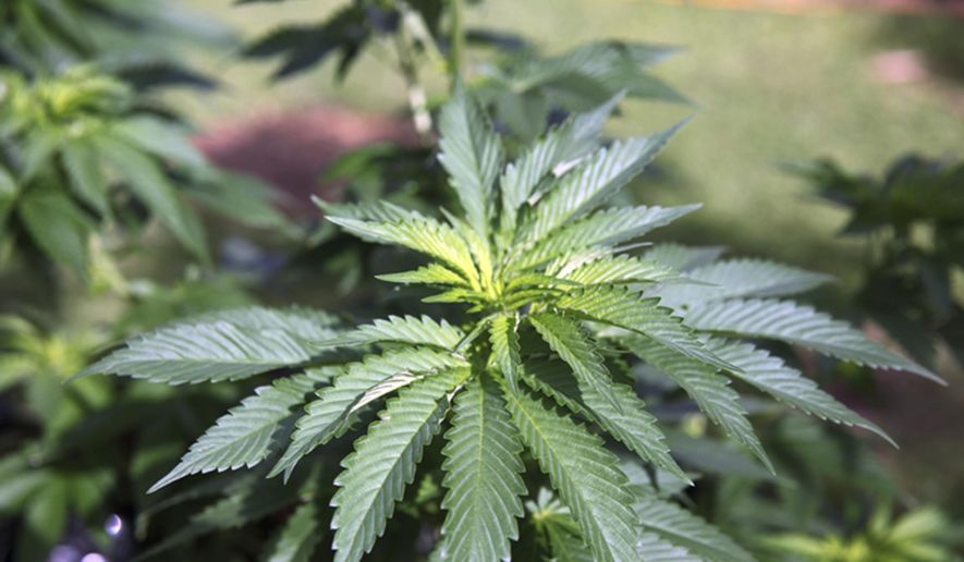 This Feb. 17, 2016, file photo shows marijuana plants at a home in Honolulu. Hawaii is among the bluest of states, but when it comes to legalizing marijuana, it is out of step with liberal stalwarts such as California and Vermont. A bill that would legalize marijuana in the islands faces significant obstacles from leaders worried about contradicting federal law and jeopardizing Hawaii’s existing medical marijuana program. It faces a Friday, March 1, 2019, deadline to pass committee. (AP Photo/Marina Riker, File)