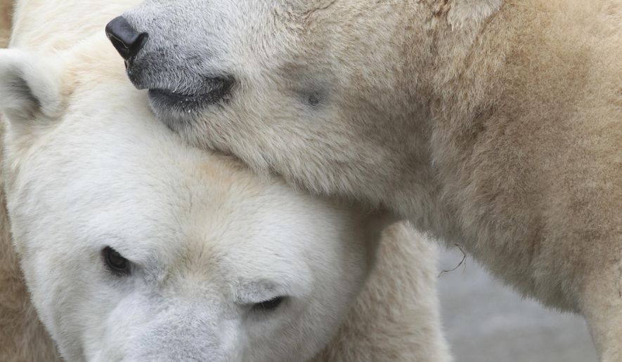 This Feb 18, 2019 photo from the Cincinnati Zoo shows two polar bears, from left "Little One" and Anana" in Cincinnati. The Ohio zoo has become the repository for the world’s largest collection of polar bear poop as researchers work to create a pregnancy test to aid the survival of this threatened species. The Cincinnati Zoo and Botanical Gardens is storing 30,000 samples of fecal matter from the U.S. and Canada being studied by researchers at the zoo’s Center for Conservation and Research of Endangered Wildlife. (Mark Dumont/Cincinnati Zoo via AP)