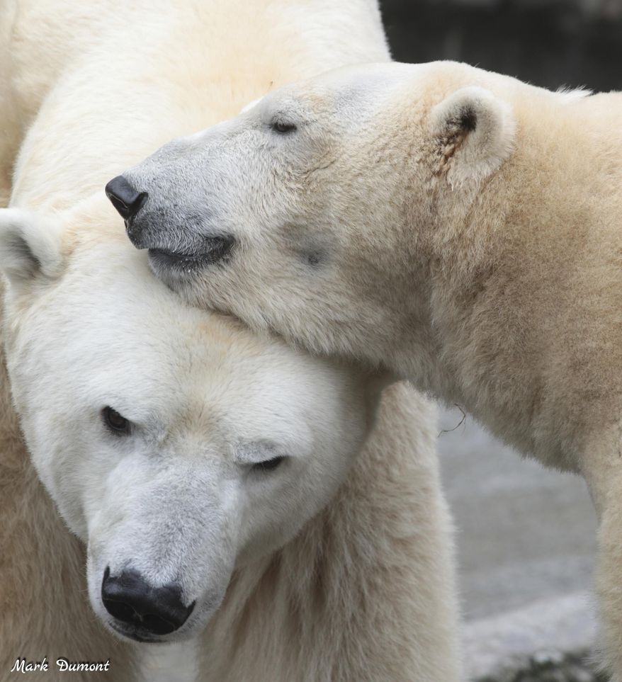 This Feb 18, 2019 photo from the Cincinnati Zoo shows two polar bears, from left "Little One" and Anana" in Cincinnati. The Ohio zoo has become the repository for the world’s largest collection of polar bear poop as researchers work to create a pregnancy test to aid the survival of this threatened species. The Cincinnati Zoo and Botanical Gardens is storing 30,000 samples of fecal matter from the U.S. and Canada being studied by researchers at the zoo’s Center for Conservation and Research of Endangered Wildlife. (Mark Dumont/Cincinnati Zoo via AP)