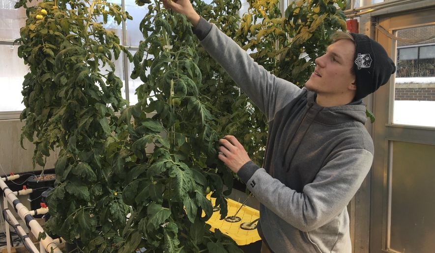 In this Feb. 14, 2019 photo, Colton Welch, a junior at the State University of New York at Morrisville, N.Y., tends hydroponic tomato plants which will provide students with data applicable to cannabis cultivation. The college's new minor in cannabis studies is among a handful of new university programs aimed at preparing students for careers in marijuana and hemp industries. (AP Photo/Marry Esch)