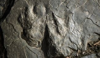 In this Feb. 28, 2019 photo, a fossilized dinosaur footprints are shown on a paving stone at the Valley Forge National Historical Park in Valley Forge, Pa. A volunteer at the park outside Philadelphia recently discovered dozens of fossilized dinosaur footprints on flat rocks used to pave a section of hiking trail. (AP Photo/Matt Rourke)