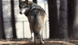 In this April 11, 2018 file photo, a gray wolf stands at the Osborne Nature Wildlife Center south of Elkader, Iowa. U.S. wildlife officials plan to lift protections for gray wolves across the Lower 48 states, re-igniting the legal battle over a predator that’s run into conflicts with farmers and ranchers after rebounding in some regions, an official told The Associated Press.  (Dave Kettering/Telegraph Herald via AP, File)