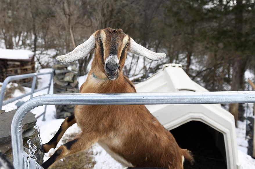 Lincoln, a 3-year-old Nubian goat, is poised to become the first honorary pet mayor of the small Vermont town of Fair Haven.  (Robert Layman/The Rutland Herald via AP)