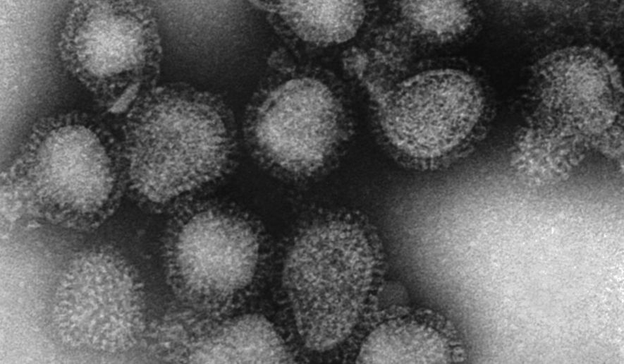 This 1975 electron microscope image made available by the Centers for Disease Control and Prevention shows a group of H3N2 influenza A virus virions. On Friday, March 8, 2019, health officials said there’s a strong chance this flu season has peaked, but are watching a recent wave of illnesses from H3N2, a nastier flu strain. (Fred Murphy/CDC via AP)