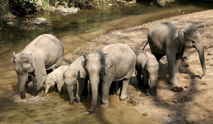 FILE - In this Jan. 26, 2008, file photo released by China's Xinhua news agency, a group of wild elephants is seen in the "Wild Elephant Valley" in the Dai Autonomous Prefecture of Xishuangbanna, southwest China's Yunnan Province. China plans to grow crops specifically for wild elephants to graze on in an effort to spare the livelihoods of local farmers. The southwestern province of Yunnan will set up the special farm in a habitat area in Menghai county where 18 of the animals frequently raid the crops of farmers from villages in the area. Wild Asian elephants are a protected species in China, and conservation efforts have allowed their numbers in the country to rise to about 300.(Liu Shiyang/Xinhua via AP, File)