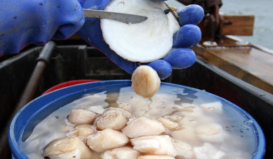 FILE - In this Saturday, Dec. 17, 2011, file photo, scallop meat is shucked at sea off Harpswell, Maine. The state's scallop harvest declined by about a third in 2018, marking the first time in several years that the valuable fishery has taken a step back. (AP Photo/Robert F. Bukaty, File)