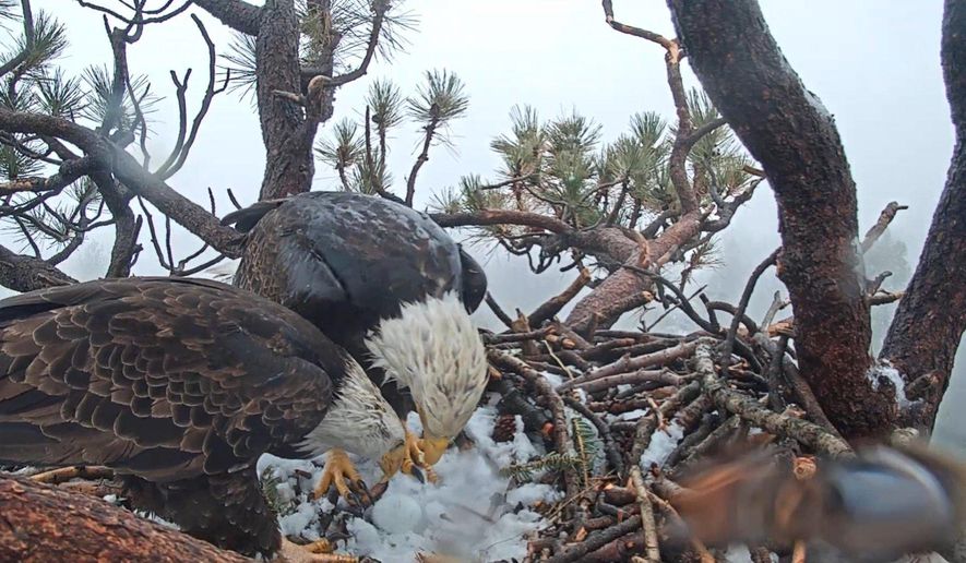 This photo taken from a web camera provided by Friends of Big Bear Valley shows two bald eagles looking over a newly hatched egg Thursday, March 7, 2019, as strong, cold winds blow through the San Bernardino National Forest. U.S. Forest Service biologist Robin Eliason said Wednesday that the parents will share incubation duties for the next month or so. Eliason expects the hatchling will arrive in early April. (Friends of Big Bear Valley via AP)