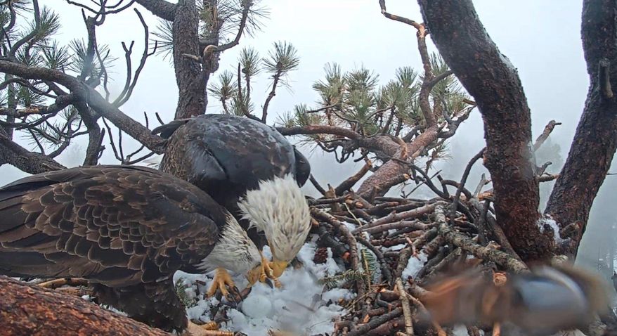This photo taken from a web camera provided by Friends of Big Bear Valley shows two bald eagles looking over a newly hatched egg Thursday, March 7, 2019, as strong, cold winds blow through the San Bernardino National Forest. U.S. Forest Service biologist Robin Eliason said Wednesday that the parents will share incubation duties for the next month or so. Eliason expects the hatchling will arrive in early April. (Friends of Big Bear Valley via AP)
