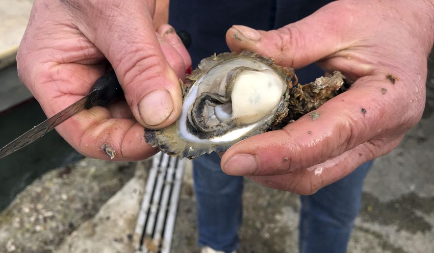 In this Friday, March 8, 2019, photo, Branko Radic, an oyster farmer opens an oyster shell in Mali Ston, southern Croatia. Authorities have detected norovirus, a bug that causes diarrhea and vomiting, in parts of the Mali Ston bay, raising alarm among the breeders who are proud of their industry. (AP Photo/Eldar Emric)
