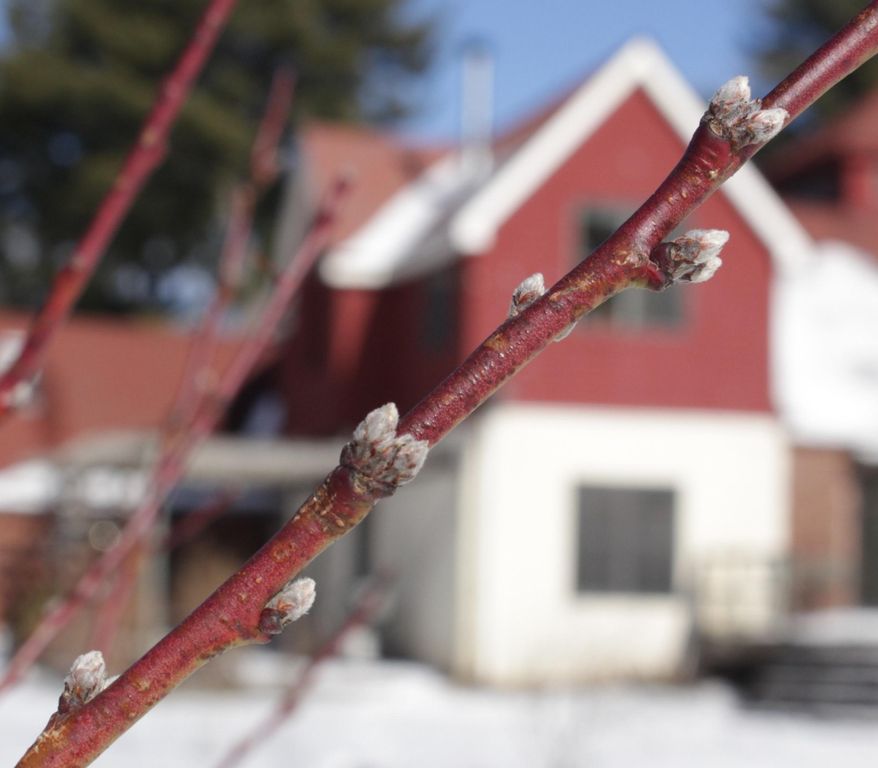This undated photo shows peach buds in New Paltz, N.Y. Swelling buds indicate that peach trees are stirring this time of year, a time when these and other flowering and fruiting trees are best kept asleep as long as possible. (Lee Reich via AP)