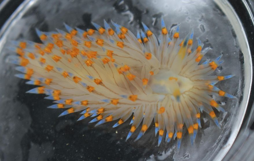 This Sept. 12, 2015, photo provided by Jacqueline Sones shows a Janolus Nudibranch in Bodega Harbor, Calif. A new study reports that dozens of warm-weather species of sea slugs, jellyfish and other marine life migrated into the northern California region over an unusually long two-year period of severe heatwaves. The University of California, Davis report is to be published Tuesday, March 12, 2019, in Scientific Reports. (Jacqueline Sones via AP)