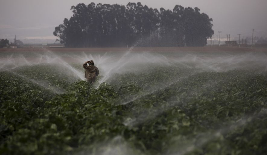 FILE- In this Sept. 4, 2018, file photo, sprinklers run as a farmworker walks through a broccoli field in Salinas, Calif. On Wednesday, March 13, 2019, the Labor Department reports on U.S. producer price inflation in February. (AP Photo/Jae C. Hong, File)