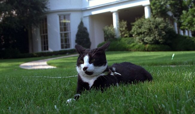** FILE ** In this Aug. 26, 1994 file photo, first cat Socks rests in the grass outside the Oval Office of the White House in Washington. Two famous figures in the Bill Clinton White House, his personal secretary and ailing pet cat, Socks _ are back in the public eye. Clinton secretary Betty Currie is working for John D. Podesta, co-chairman of President-elect Barack Obama铆s transition, at the same time reports surfaced that her adopted pet Socks, now 19, has cancer.  (AP Photo/Marcy Nighswander, File)