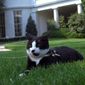 ** FILE ** In this Aug. 26, 1994 file photo, first cat Socks rests in the grass outside the Oval Office of the White House in Washington. Two famous figures in the Bill Clinton White House, his personal secretary and ailing pet cat, Socks _ are back in the public eye. Clinton secretary Betty Currie is working for John D. Podesta, co-chairman of President-elect Barack Obamaís transition, at the same time reports surfaced that her adopted pet Socks, now 19, has cancer.  (AP Photo/Marcy Nighswander, File)