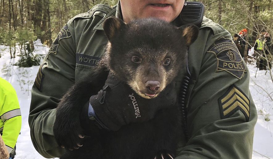 In this photo released Thursday, March 14, 2019, by the Massachusetts State Police and Massachusetts Environmental Police, an officer carries a bear cub while relocating a family of bears to a nearby forest from a den they had set up in the median of Route 2 in Templeton, Mass. (Massachusetts State Police and Massachusetts Environmental Police via AP)