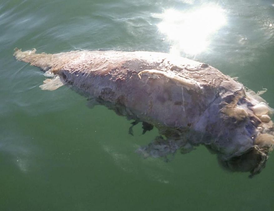 In this March 12, 2019 photo released by the Sea Shepherd organization, the body of a dead animal believed to be a vaquita, a critically endangered species of porpoise, floats in the ocean after being found in an illegal totoaba net recovered by Sea Shepherd in the Gulf of California off of Mexico. The environmentalist group Sea Shepherd said Thursday, March 14, 2019 that it found the badly decomposed body of what appeared to be a vaquita porpoise, one of perhaps only 10 that remain in the world. (Sea Shepherd via AP)