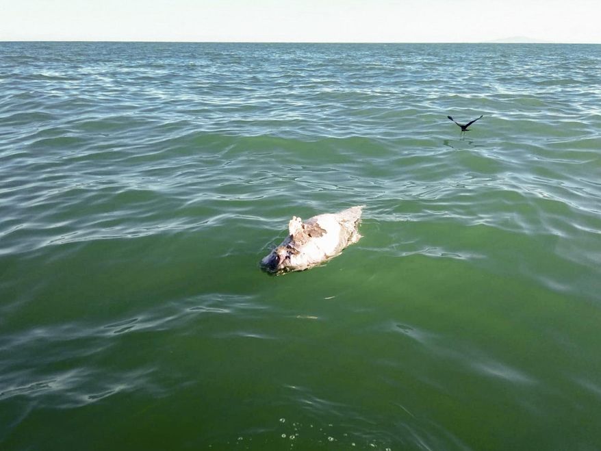 In this March 12, 2019 photo released by the Sea Shepherd organization, the body of a dead animal believed to be a vaquita, a critically endangered species of porpoise, floats in the ocean after being found in an illegal totoaba net recovered by Sea Shepherd in the Gulf of California, Mexico. The environmentalist group Sea Shepherd said Thursday, March 14, 2019 that it found the badly decomposed body of what appeared to be a vaquita porpoise, one of perhaps only 10 that remain in the world. (Sea Shepherd via AP)