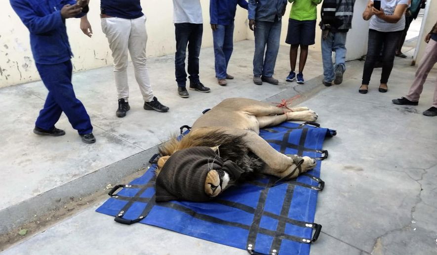 In this photo taken on Wednesday, March 13, 2019, a darted captured lion is seen in a police cell at the Sutherland, South Africa. The lion had escaped from the Karoo National Park near Beaufort West, some 320km away, a month ago after he reportedly managed to crawl underneath the park's electric fence. The lion was recaptured when four sheep and two goats were killed on a farm in the vicinity. (AP Photo)
