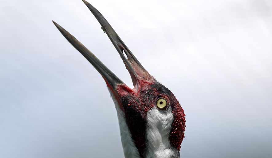 FILE- In this June 21, 2018 file photo, an adult whooping crane lets out a defensive call at the Audubon Nature Institute's Species Survival Center in New Orleans. The center’s population of endangered whooping cranes includes birds sent from the Patuxent Research Refuge, a U.S. Geological Survey site in Maryland. The refuge has now sent off its last 75 whooping cranes, marking the end of a 52-year-old breeding program that transferred the birds to research institutions and zoos in Virginia, Florida, Texas, Oklahoma, Nebraska, Louisiana and Canada. (AP Photo/Gerald Herbert, File)