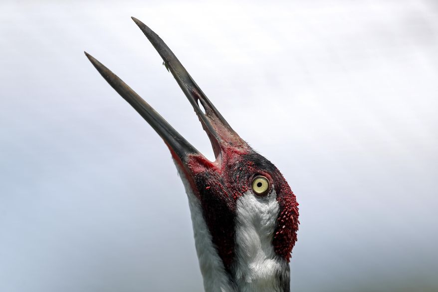 FILE- In this June 21, 2018 file photo, an adult whooping crane lets out a defensive call at the Audubon Nature Institute's Species Survival Center in New Orleans. The center’s population of endangered whooping cranes includes birds sent from the Patuxent Research Refuge, a U.S. Geological Survey site in Maryland. The refuge has now sent off its last 75 whooping cranes, marking the end of a 52-year-old breeding program that transferred the birds to research institutions and zoos in Virginia, Florida, Texas, Oklahoma, Nebraska, Louisiana and Canada. (AP Photo/Gerald Herbert, File)