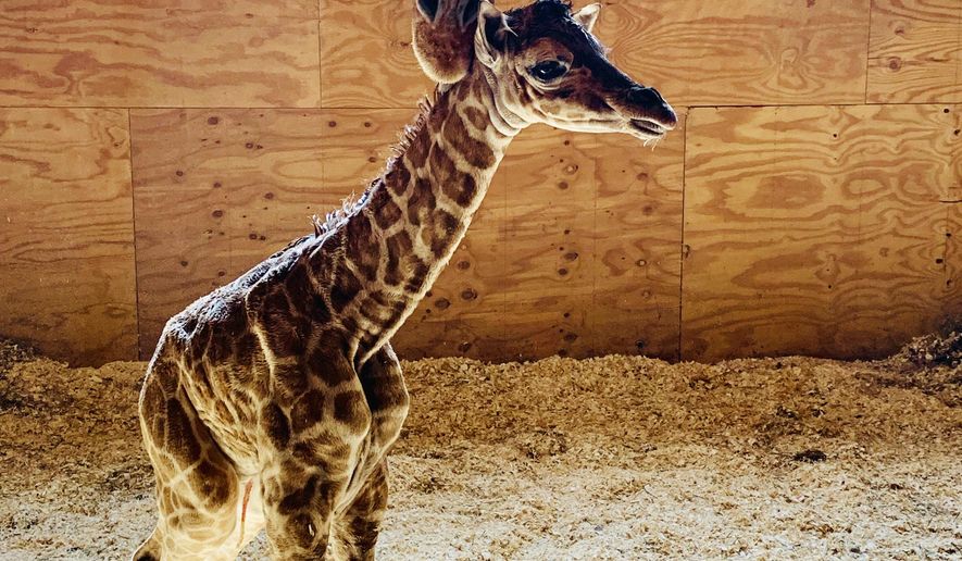 This photo provided by Animal Adventure Park shows April the Giraffe with her new  male calf on Saturday, March 16, 2019 in Harpursville, N.Y.  The Animal Adventure Park said April gave birth to a healthy male calf  Saturday. They say more than 300,000 watched live.  (Animal Adventure Park via AP)