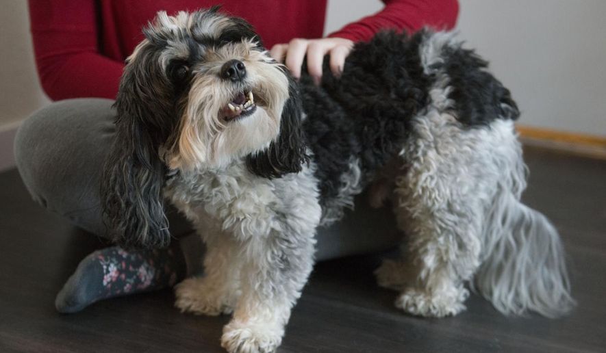 Sophia DeGarmo plays with her dog, Riley, in her apartment on Friday, March 8, 2019. Riley is a registered emotional support animal who helps DeGarmo manage her mental health. (Jack Rodgers/The Minnesota Daily via AP)
