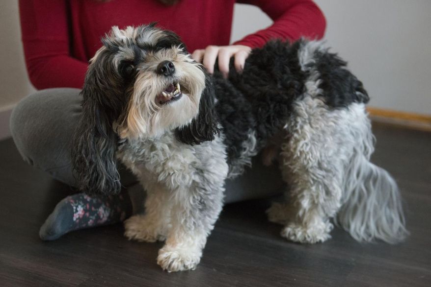 Sophia DeGarmo plays with her dog, Riley, in her apartment on Friday, March 8, 2019. Riley is a registered emotional support animal who helps DeGarmo manage her mental health. (Jack Rodgers/The Minnesota Daily via AP)