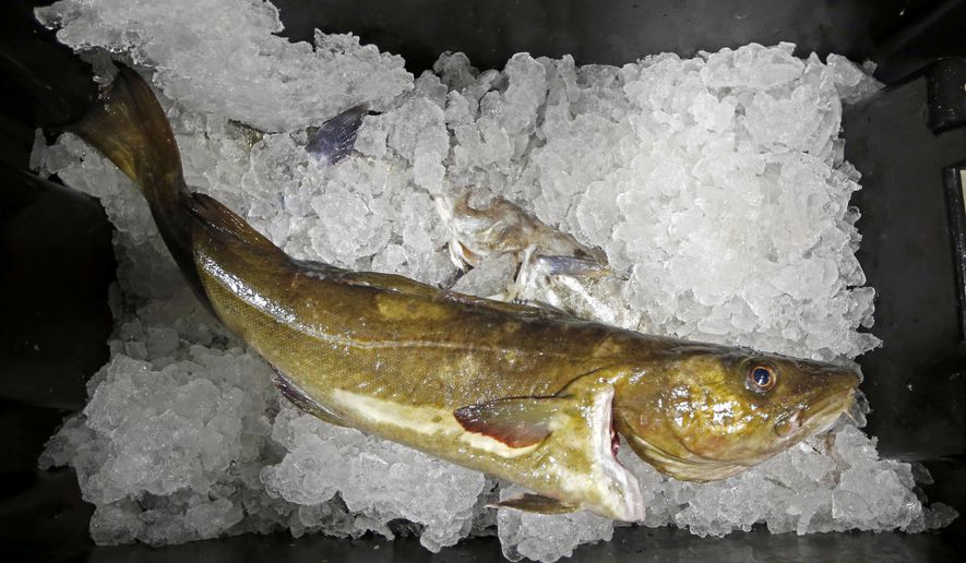 FILE- In this Oct. 29, 2015, file photo, a cod to be auctioned sits on ice at the Portland Fish Exchange, in Portland, Maine. The state's cod fishery, once one of the most lucrative in the Northeast, has declined to the point that it had its least valuable year in more than a half century in 2018. (AP Photo/Robert F. Bukaty, File)