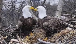 This March 4, 2019, image from video provided by Earth Conservation Corps Eagle Cam, shows Bald Eagles Liberty and Justice on their nest in Washington. It’s a tale containing seemingly everything you’d need for a proper soap opera: star-crossed lovers, a stable relationship threatened by younger suitors, pregnancy and loss, and a hungry raccoon. Washingtonians, along with a global community of eagle-watchers, have been transfixed this winter by the tale of Liberty and Justice, a pair of bald eagles who have nested and raised eaglets together for 14 years on the grounds of Washington’s police academy (Earth Conservation Corps via AP)