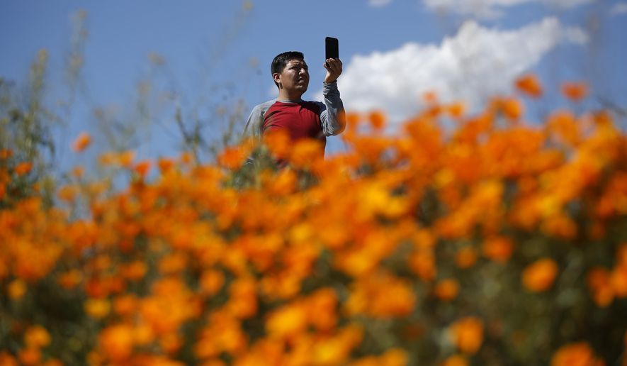 A man takes a picture among wildflowers in bloom Monday, March 18, 2019, in Lake Elsinore, Calif. About 150,000 people flocked over the weekend to see this year&#x27;s rain-fed flaming orange patches of poppies lighting up the hillsides near Lake Elsinore. The crowds became so bad Sunday that Lake Elsinore officials  closed access to poppy-blanketed Walker Canyon. By Monday the #poppyshutdown announced by the city on Twitter was over and the road to the canyon was re-opened.  (AP Photo/Gregory Bull)