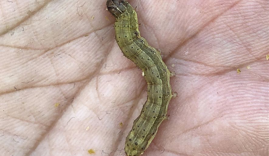 In this March 13, 2019, photo, Uraporn Nournart, a field expert at Thailand’s agriculture ministry, shows the fall armyworm in Tha Muang, Thailand. The pest is munching its way through corn fields around the globe, raising alarm over damage to crops as it spreads into areas that may lack its natural enemies. (AP Photo/Elaine Kurtenbach)