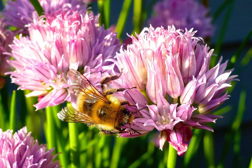 This May 20, 2015 photo shows Containerized chive blossoms in a yard near Langley, Wash., which attract a variety of bee species. Gardeners are opting for more herbs in their yards for culinary use but also to attract pollinators. (Dean Fosdick via AP)