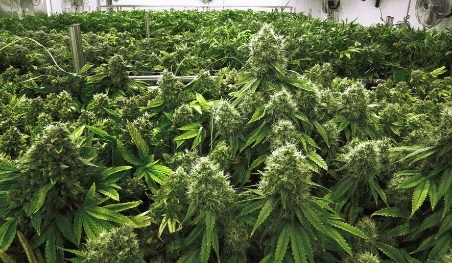 FILE - In this Sept. 15, 2015 file photo, marijuana plants are a few weeks away from harvest in the "Flower Room" at the Ataraxia medical marijuana cultivation center in Albion, Ill. Lawrence, Kansas city leaders are considering whether to slash the city's penalties for possessing marijuana. The Lawrence Journal-World reports that the City Commission will discuss Tuesday, March 19, 2019 whether to lower fines for marijuana possession, which currently amount to hundreds of dollars. Commissioners last month voiced support for a proposal to reduce the fine to $1 for first and second convictions of possessing 32 grams or less of marijuana. (AP Photo/Seth Perlman, File)
