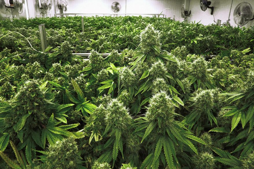 FILE - In this Sept. 15, 2015 file photo, marijuana plants are a few weeks away from harvest in the "Flower Room" at the Ataraxia medical marijuana cultivation center in Albion, Ill. Lawrence, Kansas city leaders are considering whether to slash the city's penalties for possessing marijuana. The Lawrence Journal-World reports that the City Commission will discuss Tuesday, March 19, 2019 whether to lower fines for marijuana possession, which currently amount to hundreds of dollars. Commissioners last month voiced support for a proposal to reduce the fine to $1 for first and second convictions of possessing 32 grams or less of marijuana. (AP Photo/Seth Perlman, File)
